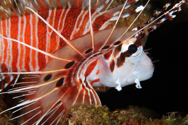 Spotfin Lionfish Close-up (Pterois antennata). Anilao, Philippines - Photo, Image