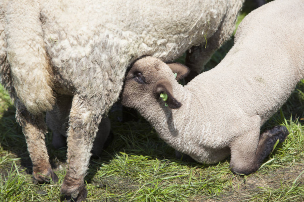 Anne koyun yeşil çimenli çayırda genç kuzu içecekler - Fotoğraf, Görsel