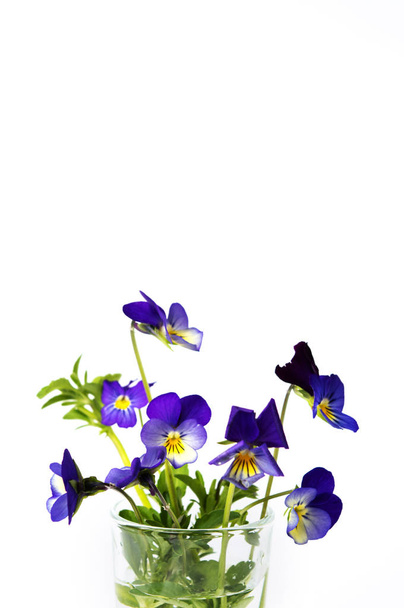 Wild viola flower in a glass vase - Valokuva, kuva