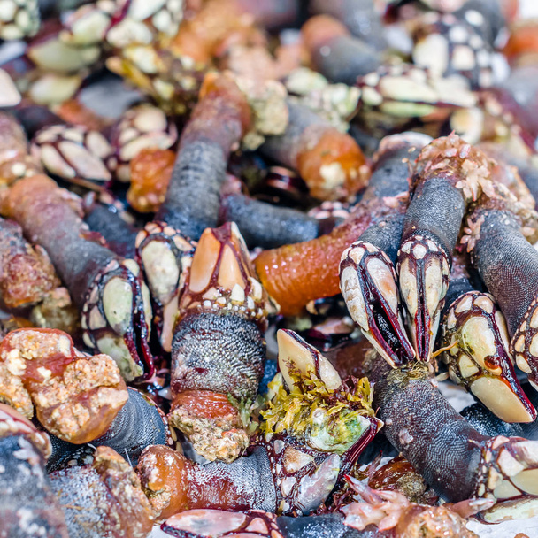 Goose barnacles in a fish market - Photo, Image