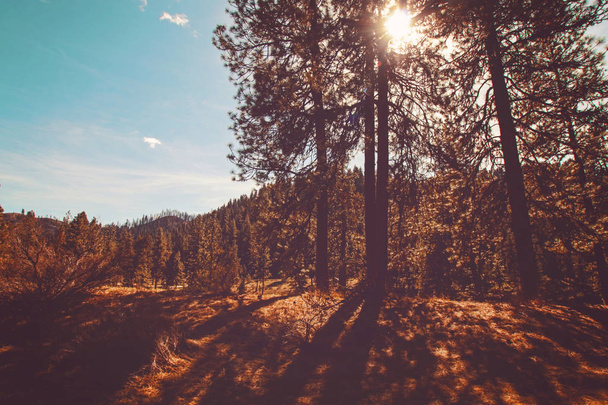 scenic view of the sun shining through trees in the mountains toned with a retro vintage instagram filter  - Photo, Image