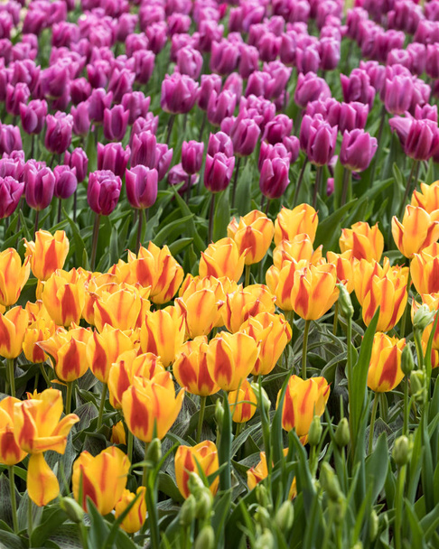 värikäs tulppaanit kukat kukkivat puutarhassa - Valokuva, kuva
