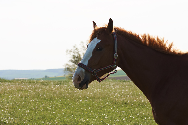 Uma vista de uma cabeça de cavalo com um gramado no fundo em um dia de primavera brilhante
 - Foto, Imagem