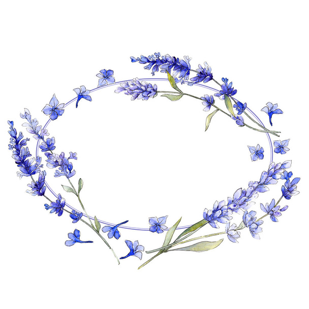 Violetti laventeli. Kukka kasvitieteellinen kukka. Luonnonvarainen kevätlehti luonnonkukka eristetty
. - Valokuva, kuva