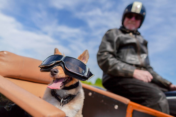 Shetland Sheepdog se sienta con gafas de sol en un sidecar de motocicleta
 - Foto, Imagen