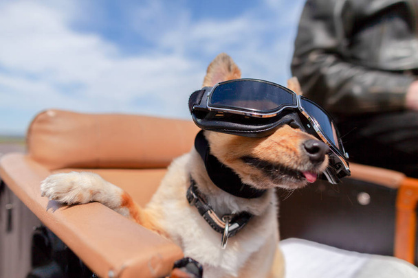 Shetland Sheepdog sits with sunglasses in a motorcycle sidecar - Foto, Imagen