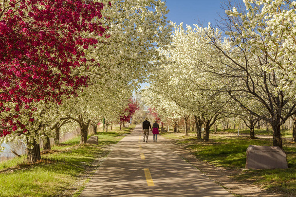 Kvetoucí jabloň stromy lemující cyklostezka - Fotografie, Obrázek
