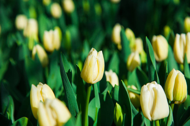 Escena de primavera del campo de tulipanes
 - Foto, imagen