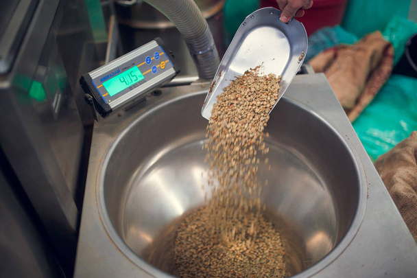 Picture of scoop with non-roasted coffee beans, industrial scales - Valokuva, kuva