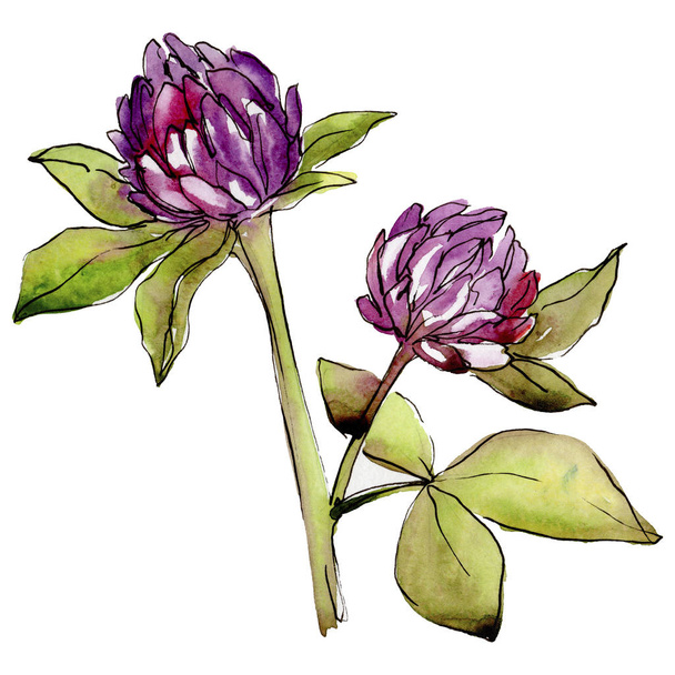 Fiore di trifoglio di fiori selvatici in stile acquerello isolato
. - Foto, immagini