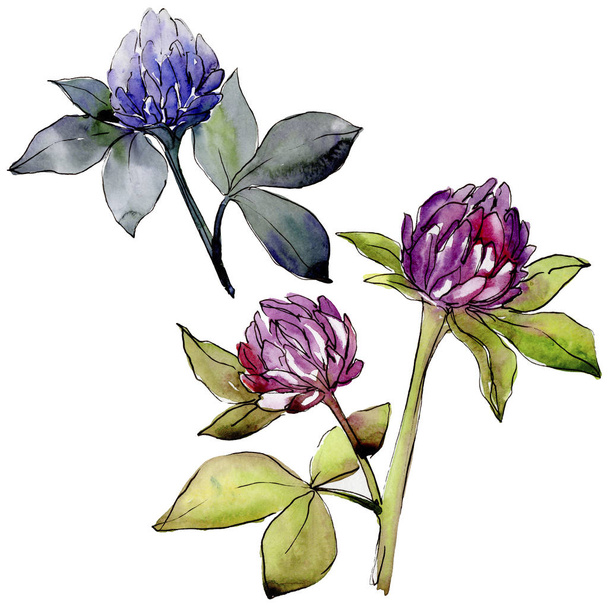 Wildflower clover flower in a watercolor style isolated. - Zdjęcie, obraz