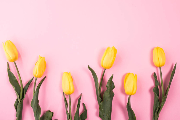 Kompozycja kwiaty. Żółty tulipan kwiaty na różowym tle. Położyć płasko, widok z góry, kopiować miejsca, kwadrat - Zdjęcie, obraz