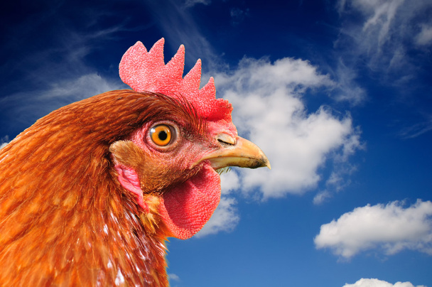 Red Chicken on Blue Sky Background - Fotografie, Obrázek