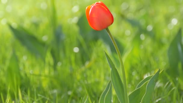 Hermosos tulipanes rojos sobre el fondo de hierba verde de primavera en un parque forestal
 - Metraje, vídeo