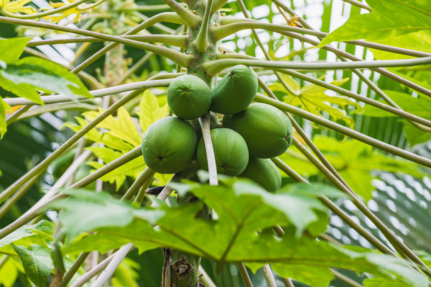 The papaya tree with green bunch of fruits - Foto, Imagen