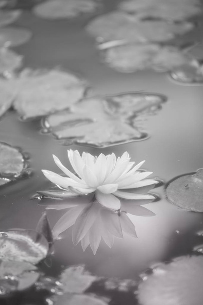  hermosa flor de loto en el estanque en verano
 - Foto, imagen