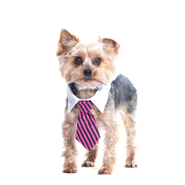 Dog, a yorkshire terrierin a tie and a white collar. Education,  - Fotoğraf, Görsel