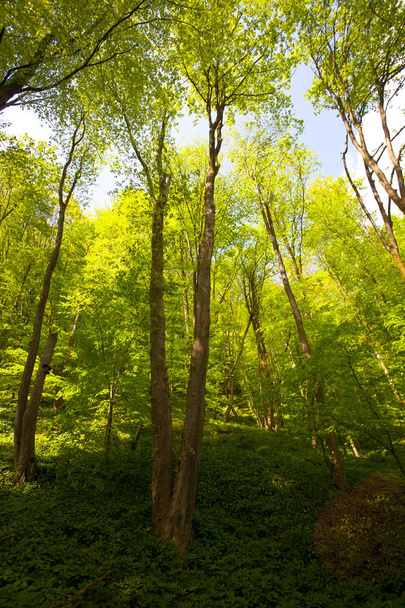 Beautiful green mountain forest in Poland - Zdjęcie, obraz