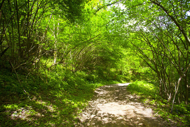 Красивые зеленые горные леса в Польше
 - Фото, изображение