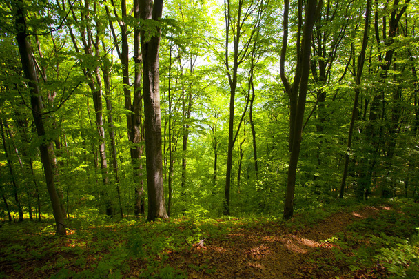 Güzel yeşil dağ orman Polonya - Fotoğraf, Görsel
