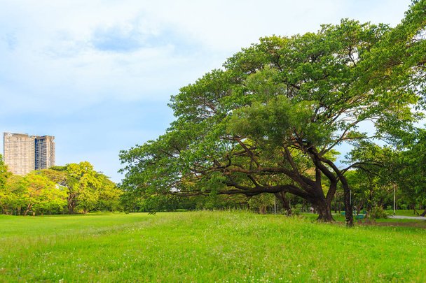 Un bel arbre de pluie sur la pelouse dans le parc avec backgr nature
 - Photo, image