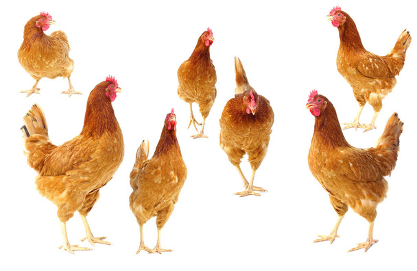 Κότα κοτόπουλο συλλογή, καφέ κότα που απομονώνονται σε λευκό - Φωτογραφία, εικόνα