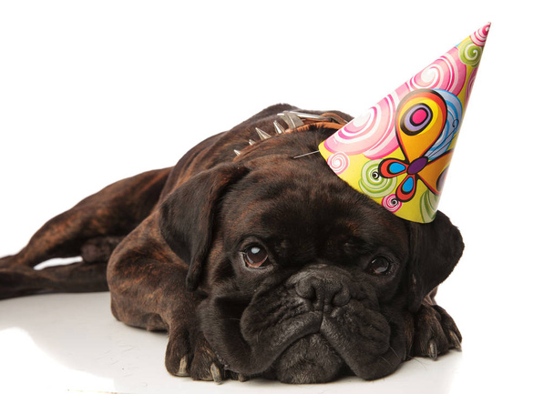 cute black boxer with birthday hat lying - Foto, immagini
