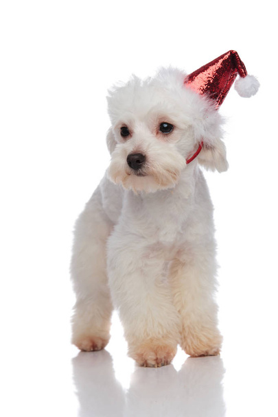 bichon with glowing santa cap stepping and looking to side - Фото, изображение