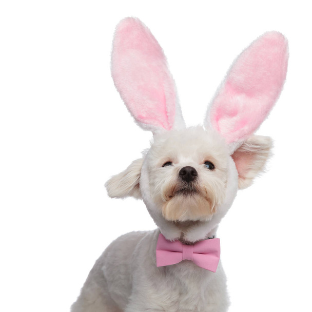 curious classy bichon with bunny ears looking up - Φωτογραφία, εικόνα