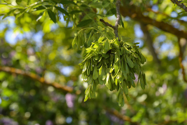 Puut / Vihreän vaahteran siemenet
 - Valokuva, kuva