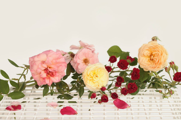 Beautiful rose flower on white background. - Foto, Imagen