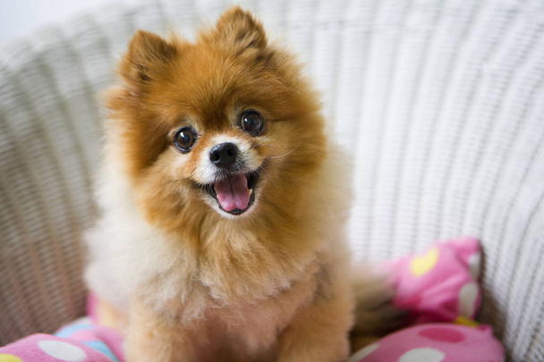 Happy and Funny face of pomeranian dog with blurry background. - Fotoğraf, Görsel