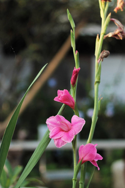 Flor de gladiolo en el jardín. - Foto, Imagen