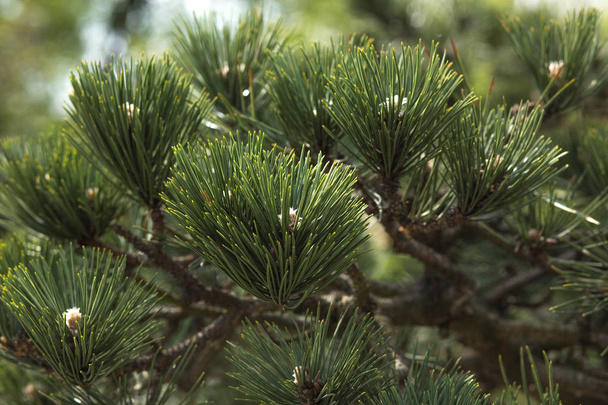 Closeup fragment of japanese pine at the city park - Photo, Image