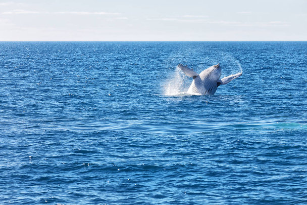 en Australia una ballena libre en el océano
 - Foto, Imagen