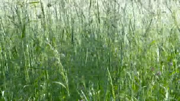 Tall green grass gently waving in the wind. Close-up. - Footage, Video