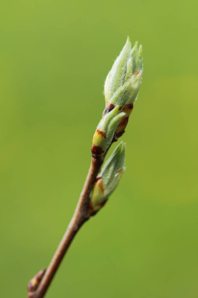 Novos botões no ramo na estação de primavera, galhos de árvore no fundo verde natural
 - Foto, Imagem