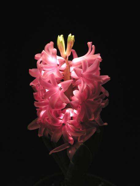 Hyacint - Fotografie, Obrázek