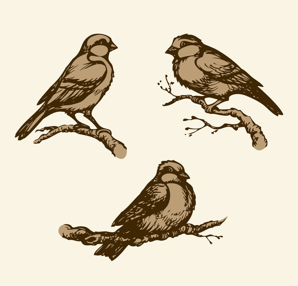 Vector drawing. Tits, sparrows and bullfinches on branches - Vector, Image