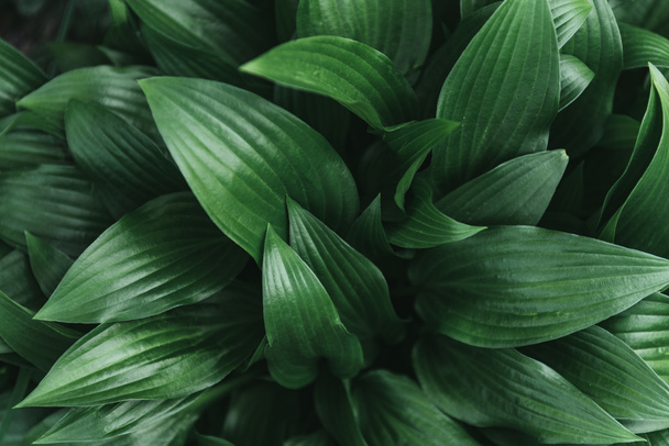 Full frame image of hosta leaves background - Photo, Image