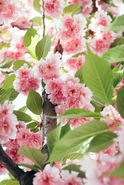 primer plano de sakura rosa floreciente con hojas en la rama
 - Foto, imagen