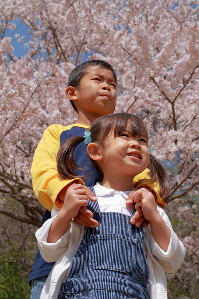 Japán brother és cseresznyés virágokkal (8 éves fiú és 3 év régi lány húga) - Fotó, kép
