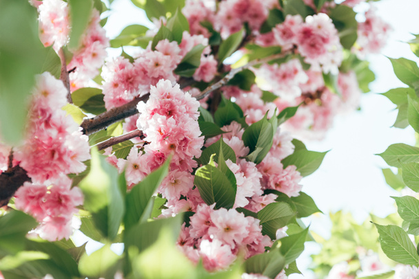 lähikuva laukaus sakura kukkia lehdet haara
 - Valokuva, kuva