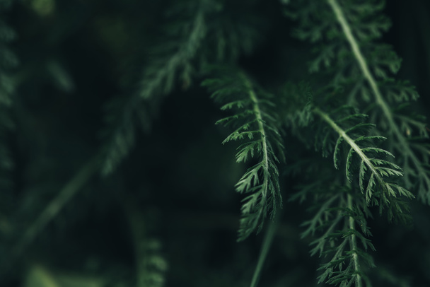 full frame image of green leaves background  - Фото, зображення