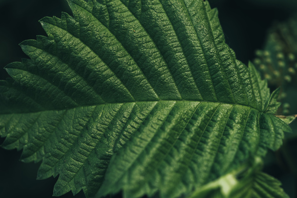 Full frame image of green hazelnut leaf background - Фото, изображение