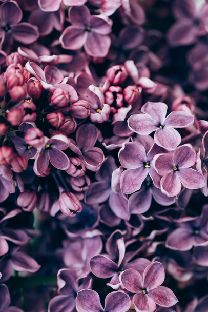 image plein cadre de fond lilas pourpre fleur
  - Photo, image