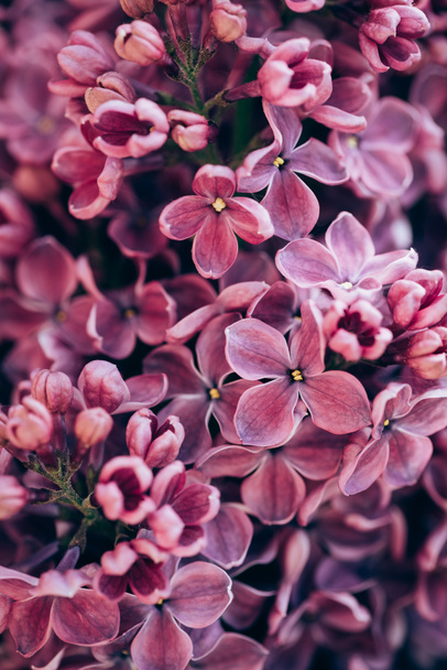 full frame image of purple lilac background  - Zdjęcie, obraz