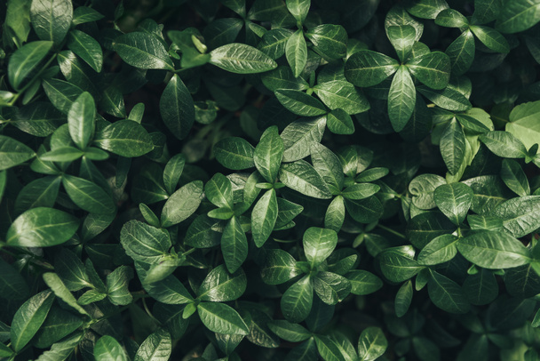 full frame image of green leaves background  - Photo, Image