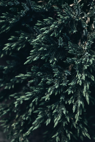 close up shot of conifer tree branches in spring - Zdjęcie, obraz