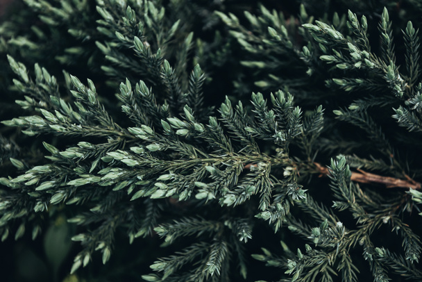 closeup shot of fir tree branches in spring - 写真・画像